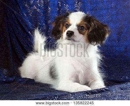 Cute puppy of the Continental Toy spaniel - Phalene - on a blue background