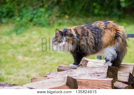 Domestic long-haired calico pet cat standing on wood pile
