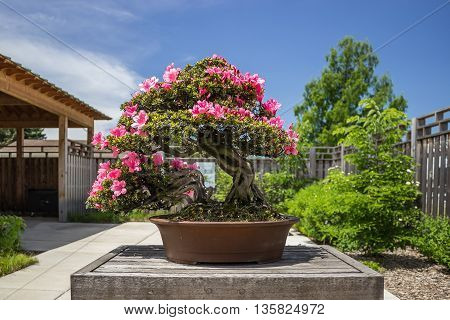 Pink azalea (Rhododendron) bonsai plant sitting outside on wooden table