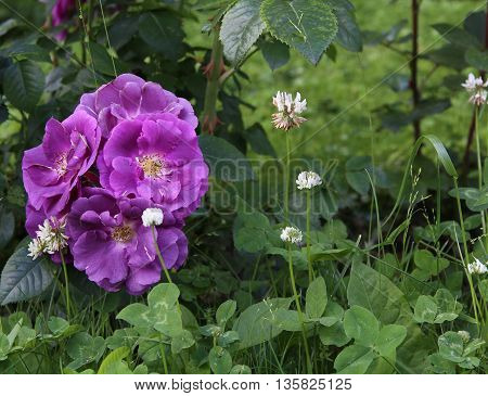 The beautiful shrub roses in the garden.