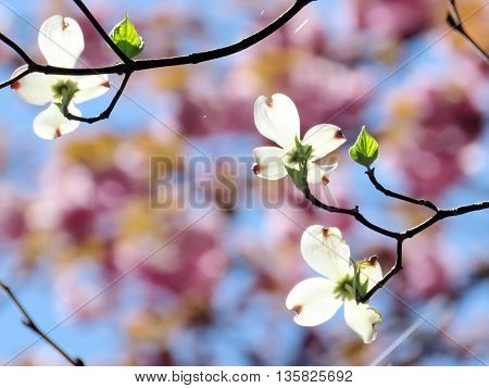 The beautiful dogwood flower in forest of Mclean near Washington DC 15 April 2016 USA