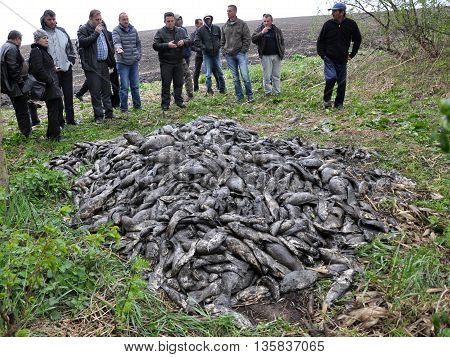 CHORTKIV - Ternopil - Ukraine - April 29 2015. Gathered in a bunch of deceased fish pond as a result of the planned reservoir and its spuschennya nezapovnennya due to lack of rain