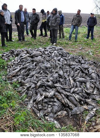 CHORTKIV - Ternopil - Ukraine - April 29 2015. Gathered in a bunch of deceased fish pond as a result of the planned reservoir and its spuschennya nezapovnennya due to lack of rain