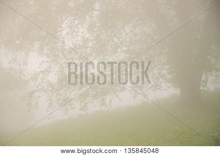thick morning fog in the summer forest. thick morning fog in the forest at pond. Morning landscape in summer thick fog. dense fog in the morning. early morning. forest hiding in the fog.