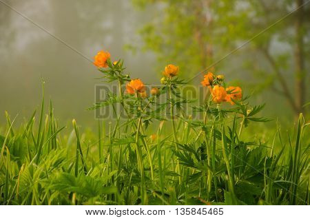 thick morning fog in the summer forest. thick morning fog in the forest at pond. Morning landscape in summer thick fog.dense fog in the morning. early morning. forest hiding in the fog.orange flowers