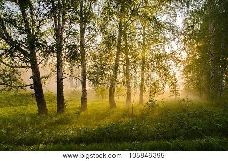 thick morning fog in the summer forest. thick morning fog in the forest at pond. Morning landscape in summer thick fog. dense fog in the morning. early morning. forest hiding in the fog.