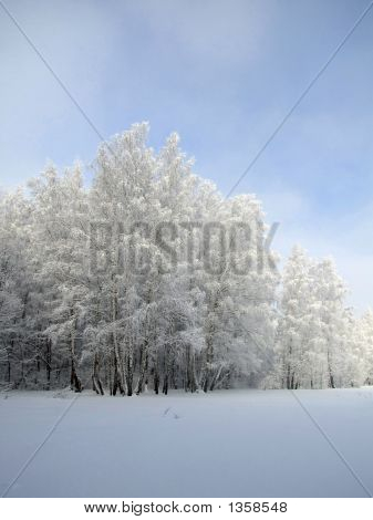 Белый лес под небом голубым