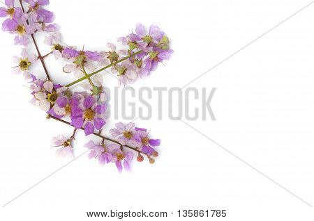 Lagerstroemia floribunda,Purple flower,Cananga flower (Cananga odorata) annonaceae, Queen's Flower, on white background.