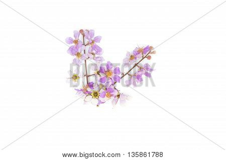 Lagerstroemia floribunda,Purple flower,Cananga flower (Cananga odorata) annonaceae, Queen's Flower, on white background.