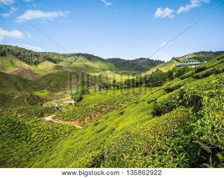 Tea plantation in the Cameron highlands Malaysia