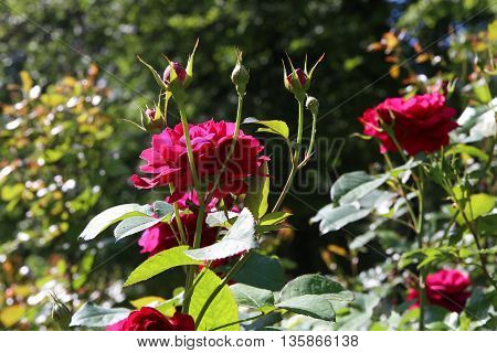 The beautiful shrub roses in the garden.