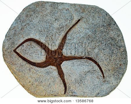 Hadice (ophiuroid) fosilních v pískovcových od ordoviku éry