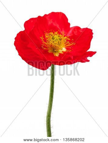 red poppy isolated on a white background