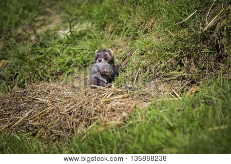 Beautiful Female Jill Polecat Mustelinae Putorisus Dragging Baby Kit Into Burrow