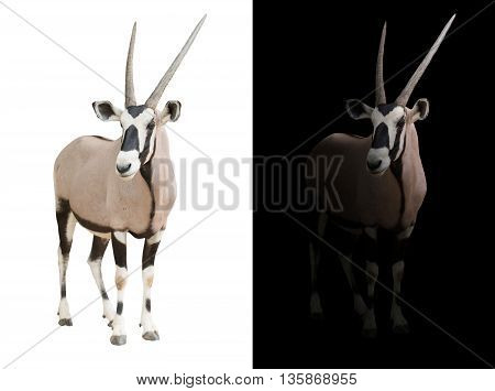 Oryx Or Gemsbok In Dark Background