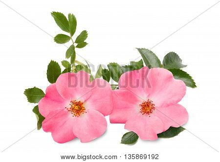 Rosa Canina