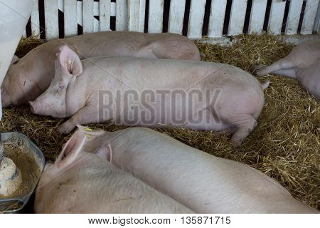 Pigs Sleeping Beside Hog Feeder