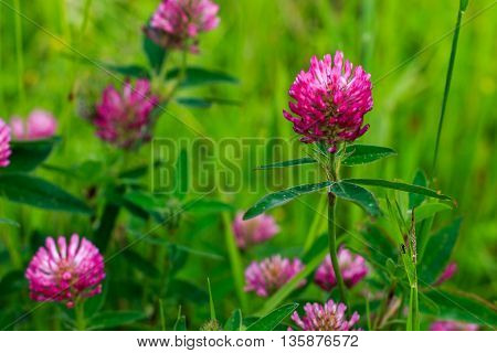 Meadow With Blooming Red Clover