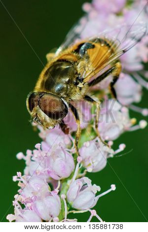 Bee resting on a flowering tamarisk summer day