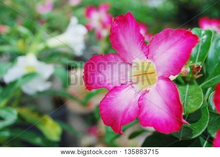 Colorful blooming flowers in a botanic garden.