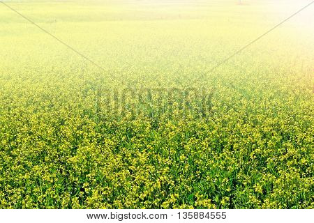 Summer landscape. Yellow flowers winter cress. rape