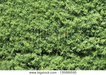 Cypress (Cupressus sempervirens) tree detail useful as a background