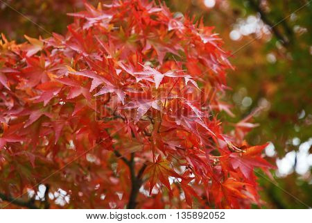 Tree leaves turn to red in autumn.
