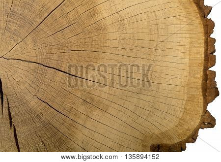Large picture of a tree trunk cross section