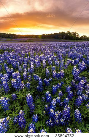 Beautiful Bluebonnets field at sunset near Austin Texas in spring