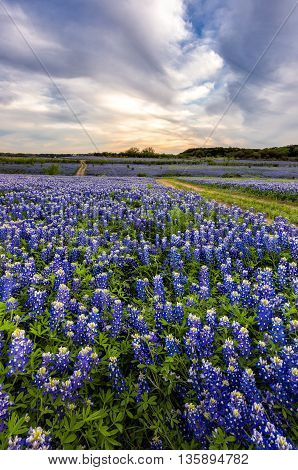 Beautiful Bluebonnets field at sunset near Austin Texas