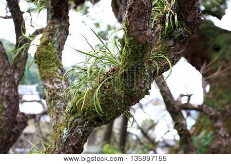 Kangaroo Fern on moss Covered on the tree