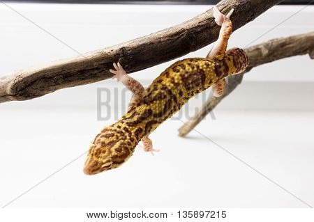 Leopard Gecko Male