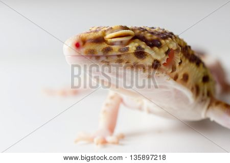 Leopard Gecko Male