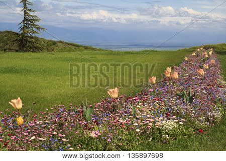 Green meadow on a hill with wild flowers orange tulips fir-tree and cloudy sky on the background