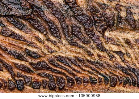 consequences of works Scolytinae. nature texture and background