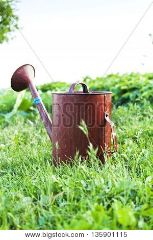 Old metal watering can garden on the bright green grass. Summer sunny day.