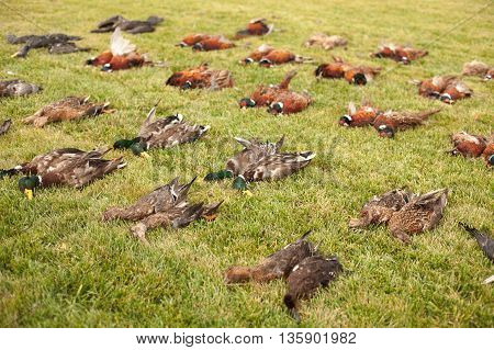 Apportion of hunting trophies. An apportion of the bird game on hunting. A brace of pheasants and duck after the hunt.