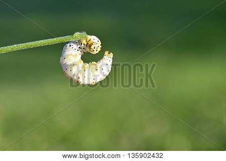 The caterpillar is holding a blade of grass and the sun shines on it. Cucullia verbasci