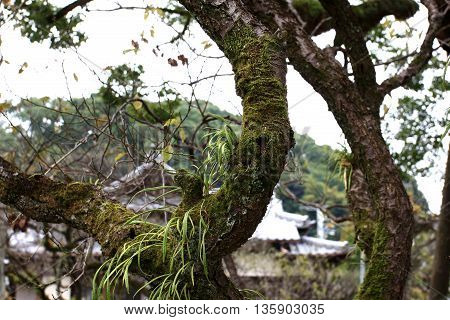 Kangaroo Fern with moss Covered on the tree