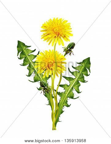 dandelion flowers isolated on white background. spring