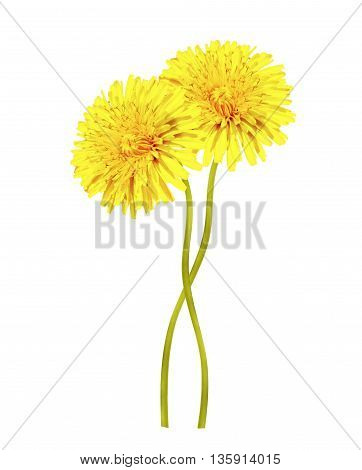 dandelion flowers isolated on white background. spring