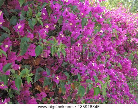 Azalee viola rampicanti - Purple azalea climbing