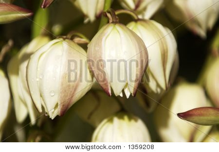 White_Fruits