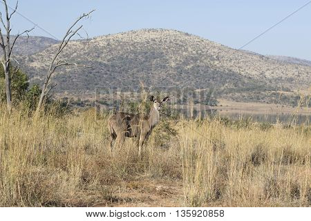 Kudu In Pilansberg Veld In South ASfrica