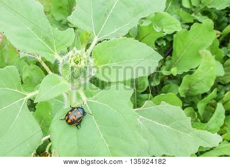 Black ladybug with orange spots sitting on green leaf with transparent flower in garden.