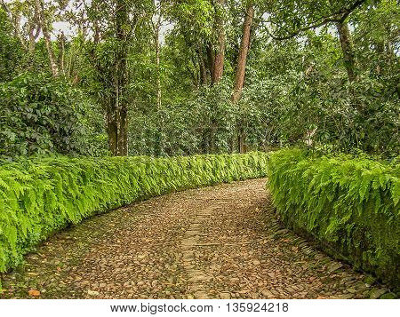 Cobblestone lane lined with green fern hedge curving towards trees.