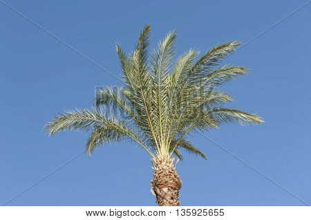 Top Of A Date Palm Tree Against Blue Sky