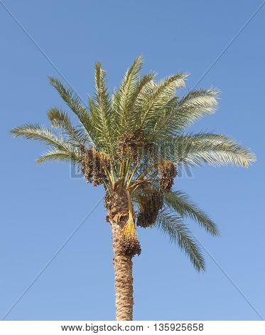 Top Of A Date Palm Tree Against Blue Sky