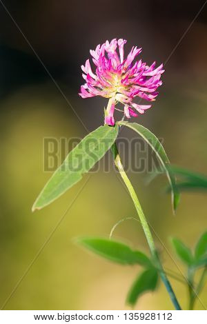 clover in the meadow in summer Sunny day
