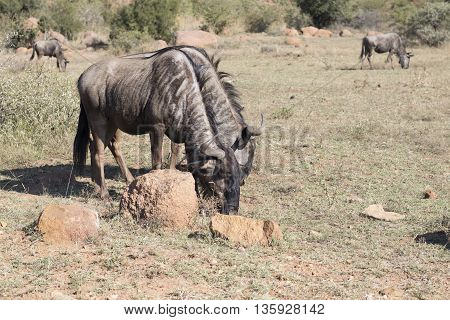 Blue Wildebeest In Pilansberg In South Africa.